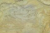 Polished Stromatolite (Kussiella) Slab - Canada #129149-1